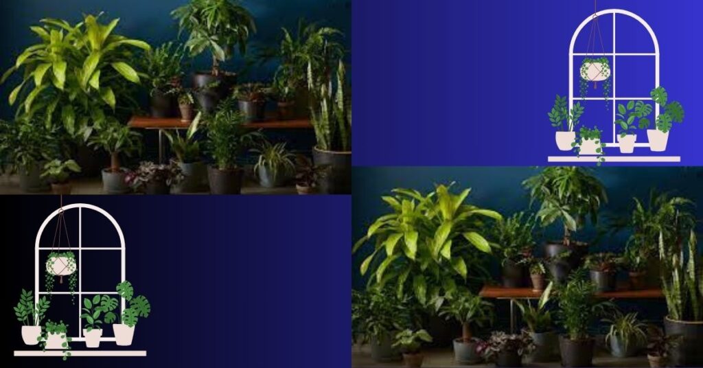 Low Light Indoor Plants