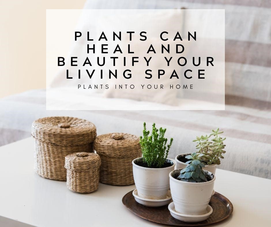 How Plants Can Heal and Beautify Your Living Space?